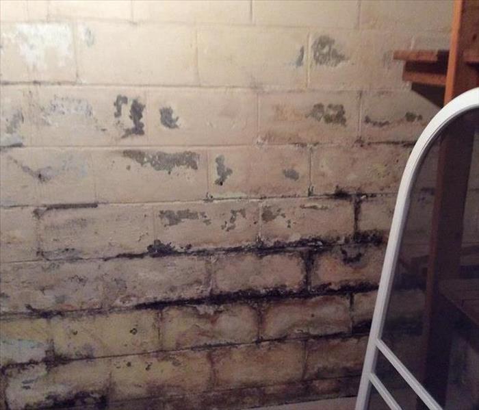 Mold on a basement wall